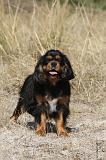 CAVALIER KING CHARLES 061